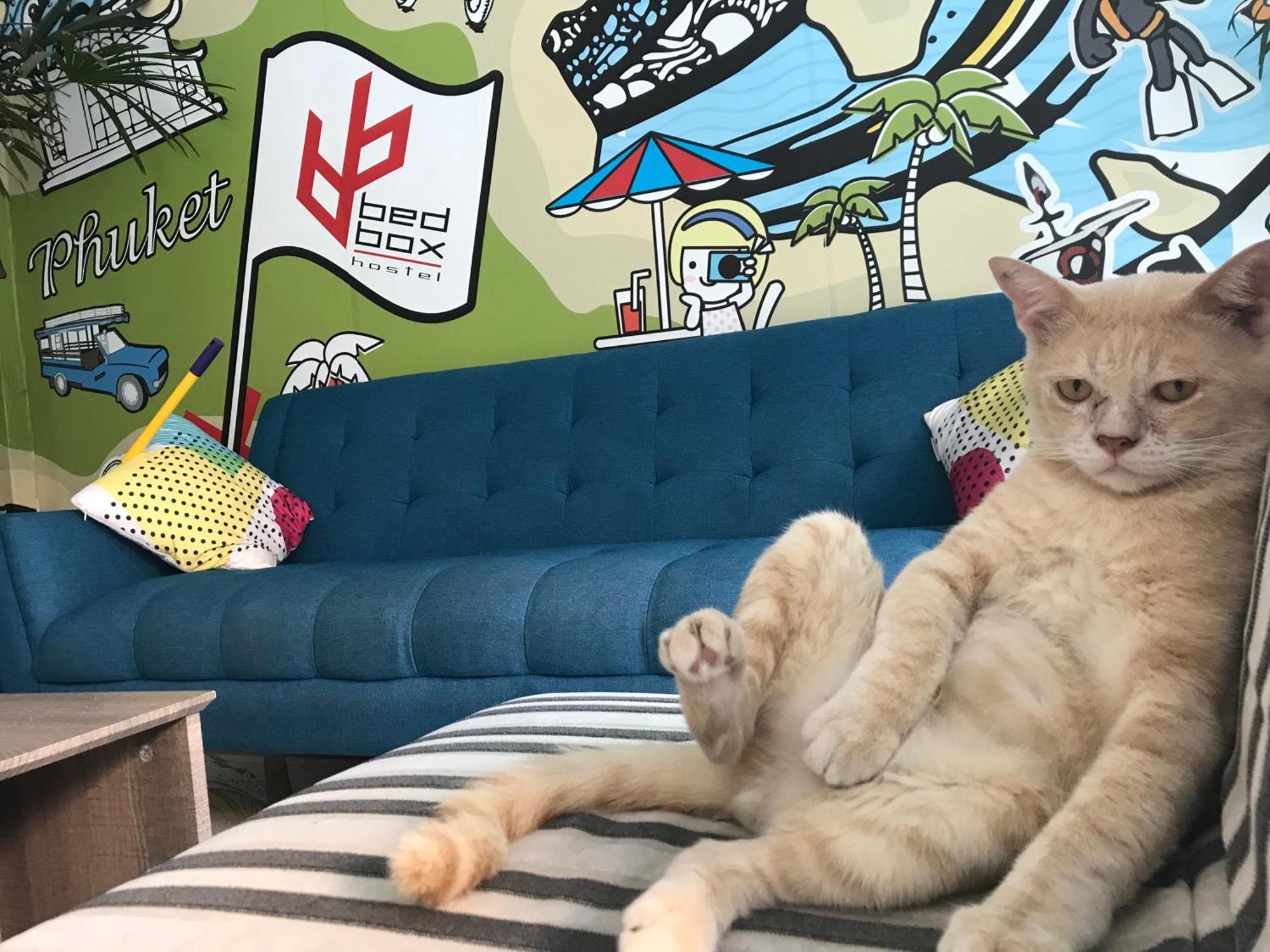 Patong Bedbox Guesthouse And Hostel מראה חיצוני תמונה